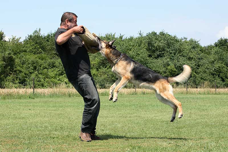 Schutzhundausbildung II