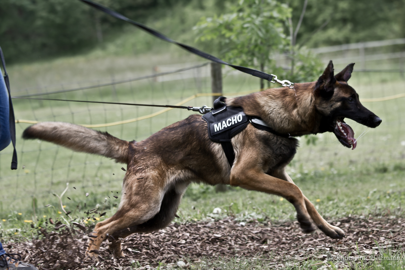 Schutzhunde training Foto & Bild | tiere, haustiere, hunde Bilder auf fotocommunity