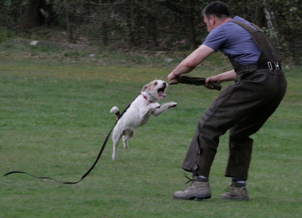 Schutzhundsport mal anders.....