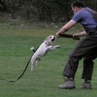 Schutzhundsport mal anders.....