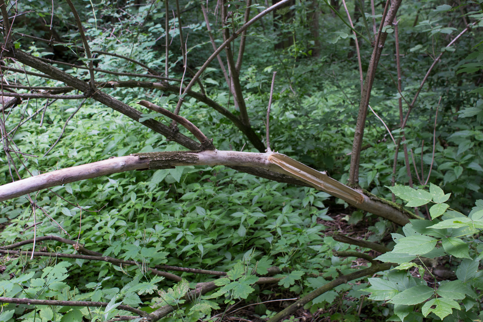 Schutzlos der Natur ausgeliefert