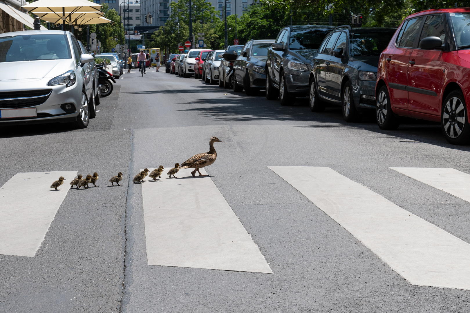 Schutzweg für Entenfamilie