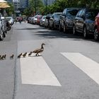 Schutzweg für Entenfamilie