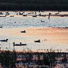 SCHW-ENTEN & GÄNSE Parade im Bingenheimer Ried