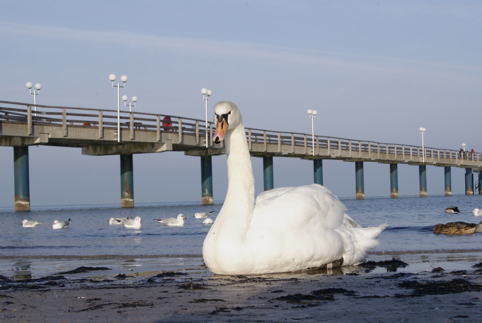 Schwaanenbild in Binz