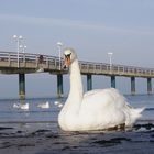 Schwaanenbild in Binz