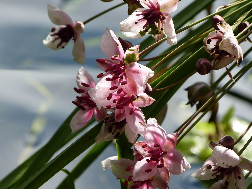 Schwaanenhalsblume in meinem Teich - streng geschützte Art