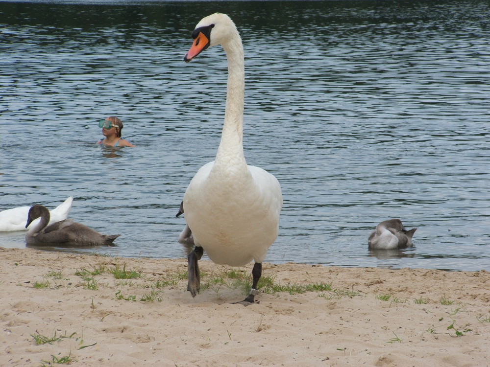 Schwaanensee