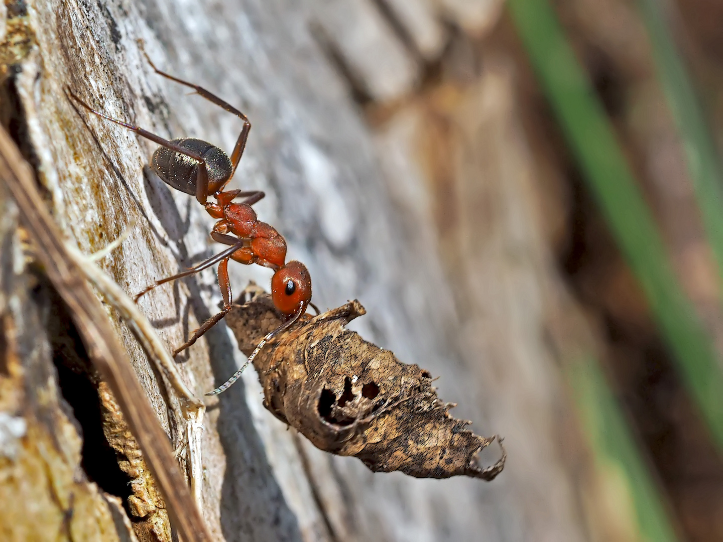 Schwachbeborstete Gebirgswaldameise (Formica aquilonia) - Une fourmi de la montagne.