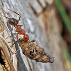 Schwachbeborstete Gebirgswaldameise (Formica aquilonia) - Une fourmi de la montagne.