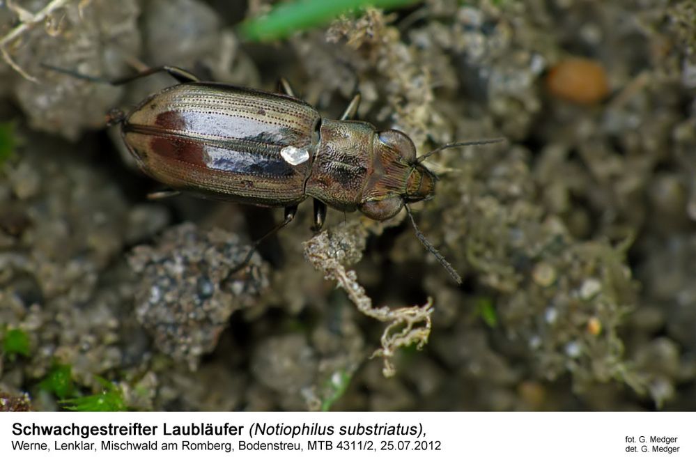 schwachgestreifter Laubläufer