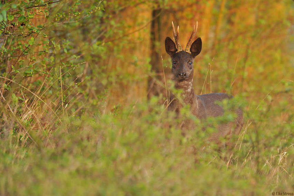 Schwadder Bock