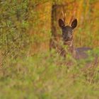 Schwadder Bock