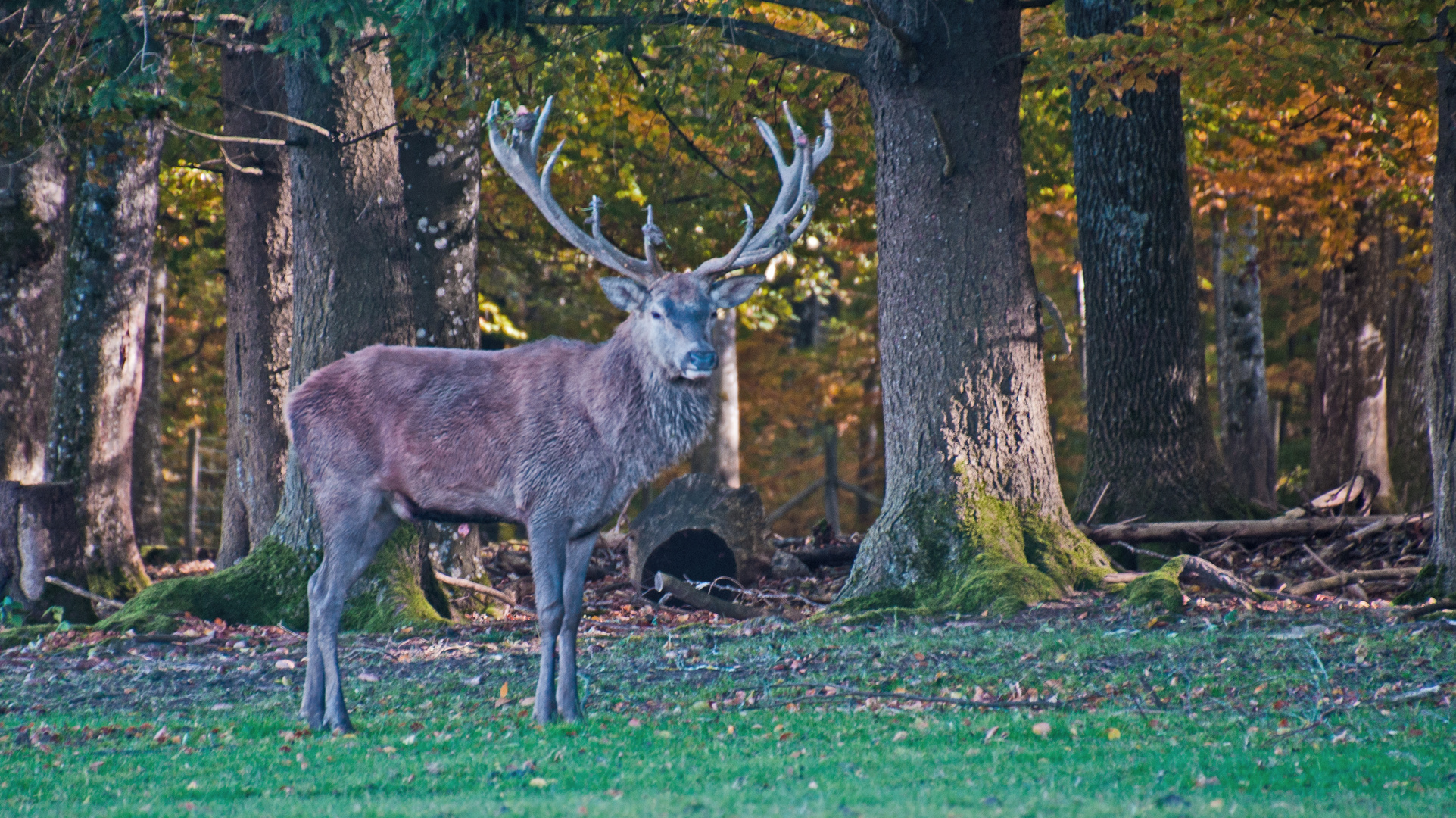 Schwäb-Alb-Wildlife-005