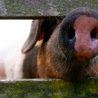 Schwäbisch-Hällische Steckdose ähm... Landschwein