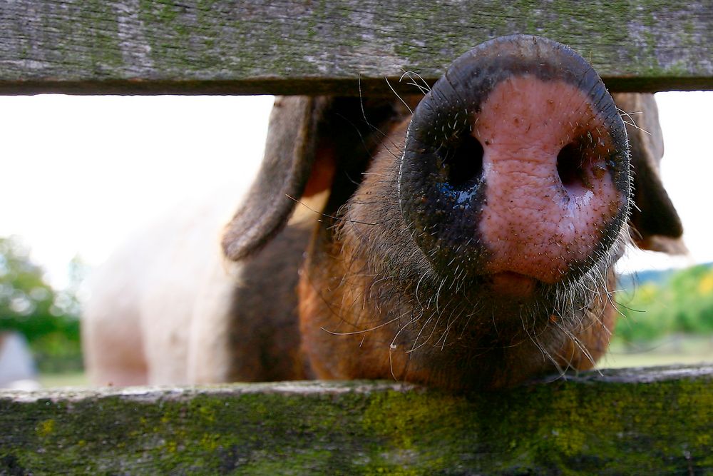 Schwäbisch-Hällische Steckdose ähm... Landschwein