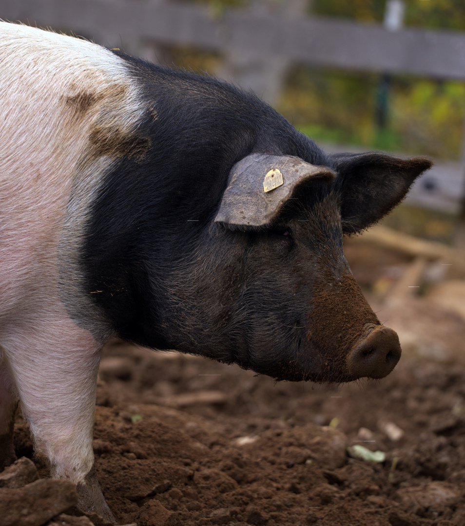 Schwäbisch-Hallisches-Schwein auf Biohof Hasentrattner in Kärnten