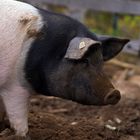 Schwäbisch-Hallisches-Schwein auf Biohof Hasentrattner in Kärnten