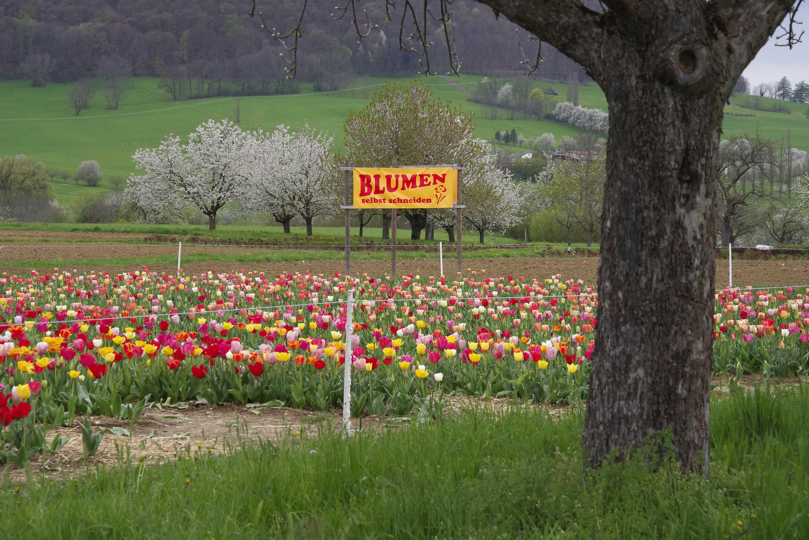 ...Schwäbische Alb