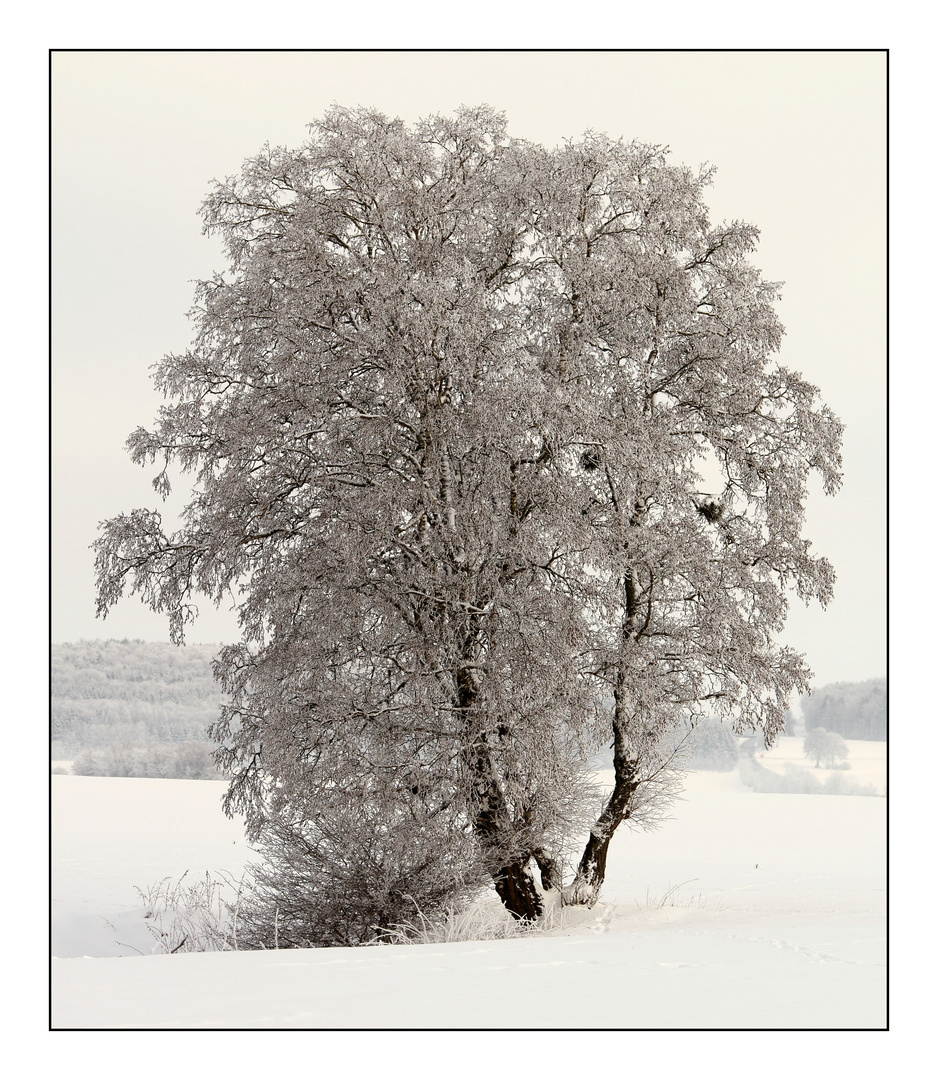 Schwäbische Alb im Winter (I)