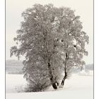 Schwäbische Alb im Winter (I)