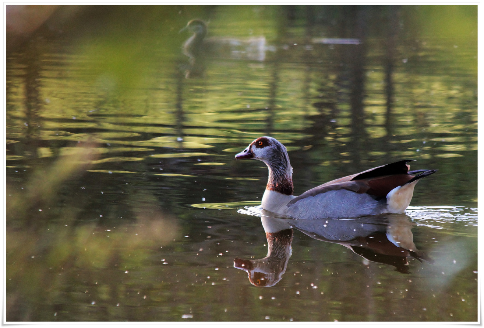 schwäbische Nilgans