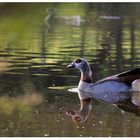 schwäbische Nilgans