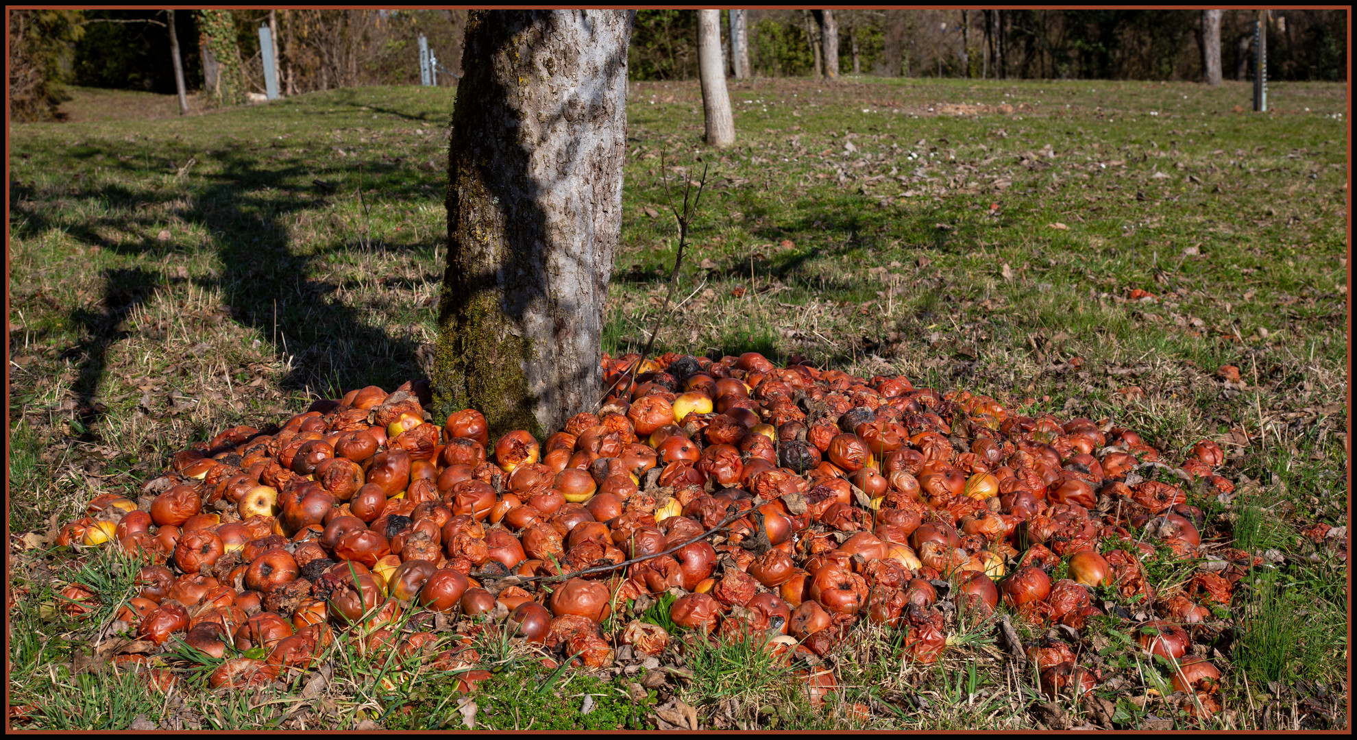 Schwäbische Streuobstwiese