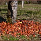 Schwäbische Streuobstwiese