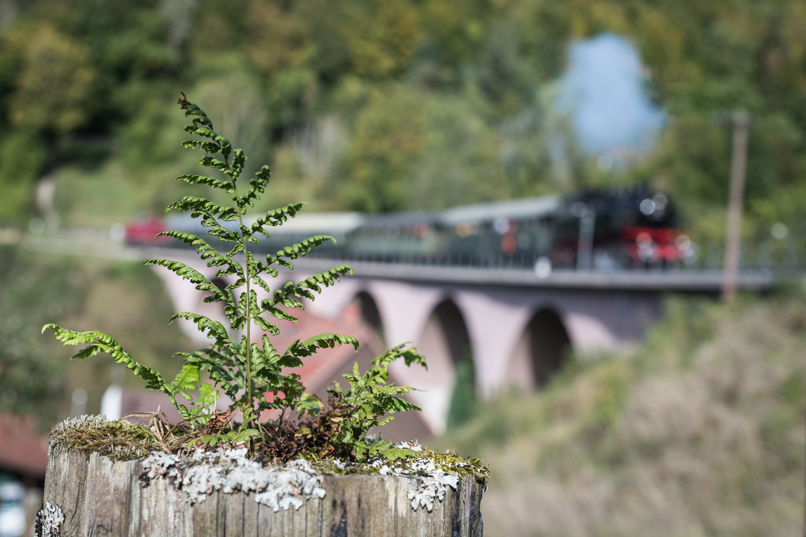 Schwäbische Waldbahn - Farn