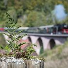 Schwäbische Waldbahn - Farn