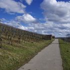 Schwäbische Weinberge bei Freudental