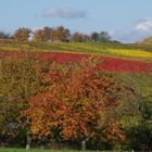 Schwäbische Weinberge + Obstbäume