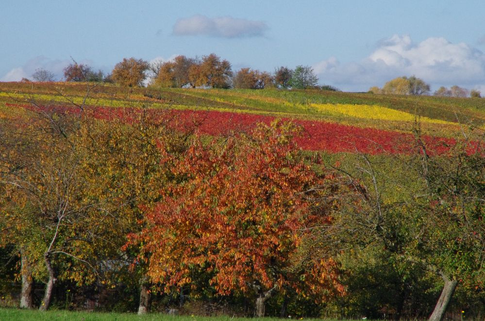 Schwäbische Weinberge + Obstbäume