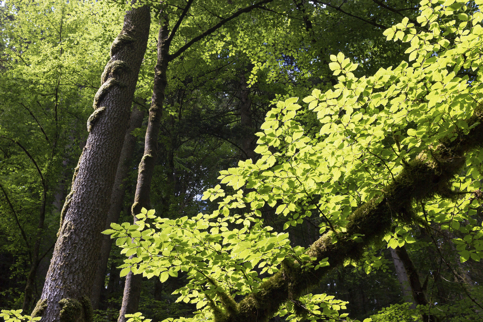 Schwäbischer Bannwald bei Welzheim