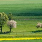 Schwäbischer Frühling