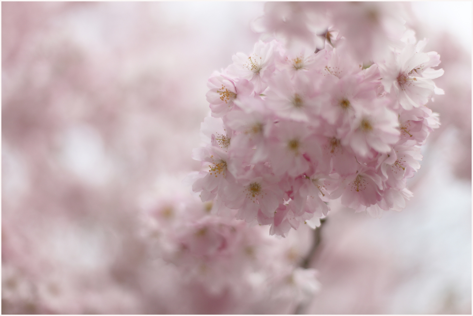 schwäbischer Hanami