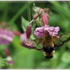 Schwäbischer Kolibri...