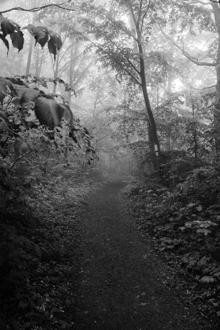 schwäbischer Urwald