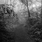 schwäbischer Urwald