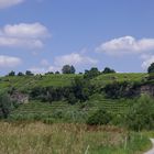 Schwäbischer Wein auf Steillagen oberhalb des Neckars