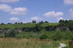 Schwäbischer Wein auf Steillagen oberhalb des Neckars