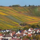 Schwäbischer Weinberg bei Schnait