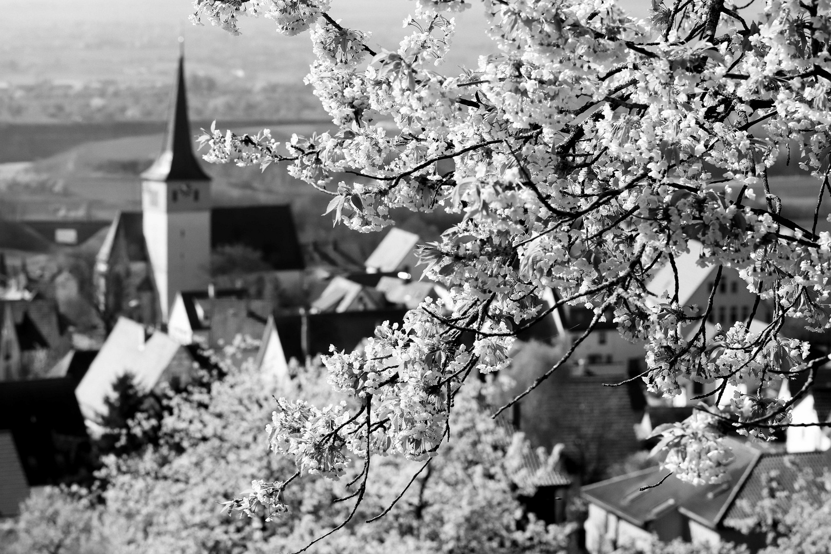 schwäbisches Hanami 1