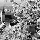 schwäbisches Hanami 1