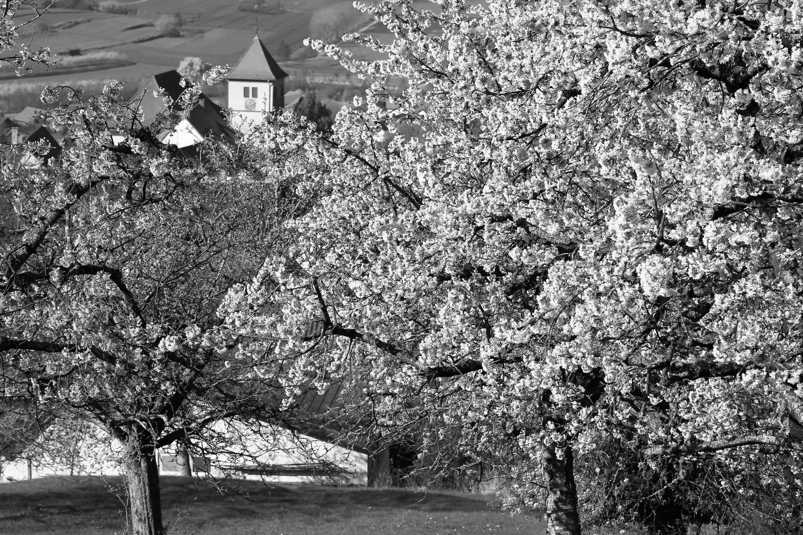 schwäbisches Hanami 1