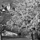 schwäbisches Hanami 1