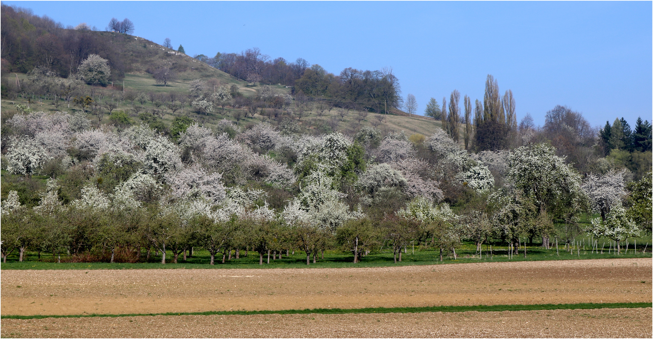 Schwäbisches Hanami - Paradiesische Blütenträume