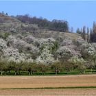 Schwäbisches Hanami - Paradiesische Blütenträume