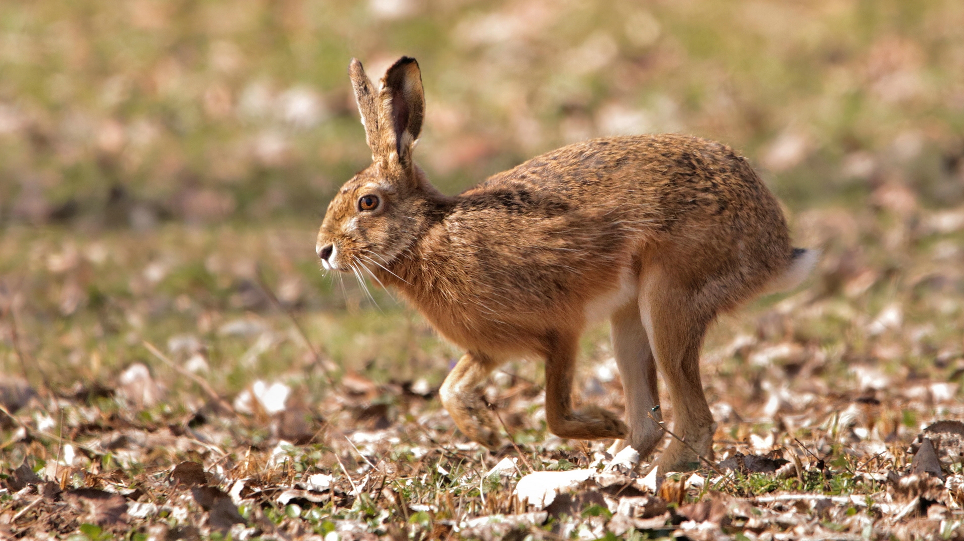 SCHWÄBISCHES KÄNGURU